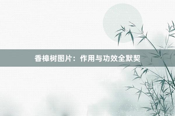 香樟树图片：作用与功效全默契